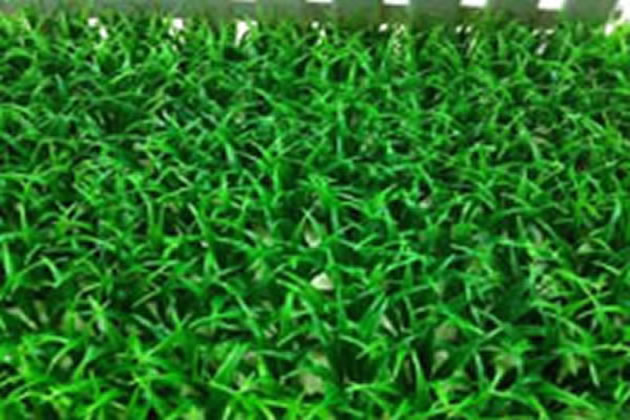 武汉人造草坪地毯